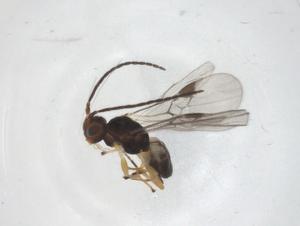  ( - CBG-A55334-A10)  @11 [ ] CreativeCommons - Attribution Share - Alike (2024) Centre for Biodiversity Genomics Centre for Biodiversity Genomics