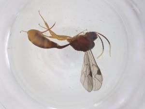  ( - CBG-A55891-A06)  @11 [ ] CreativeCommons - Attribution Share - Alike (2024) Centre for Biodiversity Genomics Centre for Biodiversity Genomics