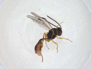  ( - CBG-A55892-A10)  @11 [ ] CreativeCommons - Attribution Share - Alike (2024) Centre for Biodiversity Genomics Centre for Biodiversity Genomics