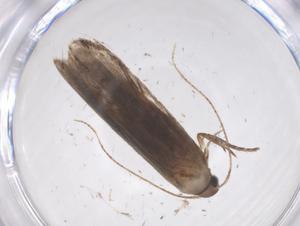  ( - CBG-A56290-F12)  @11 [ ] CreativeCommons - Attribution Share - Alike (2024) Centre for Biodiversity Genomics Centre for Biodiversity Genomics