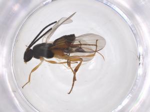  (Promicrogaster tracyvindasae - CBG-A56290-H07)  @11 [ ] CreativeCommons - Attribution Share - Alike (2024) Centre for Biodiversity Genomics Centre for Biodiversity Genomics