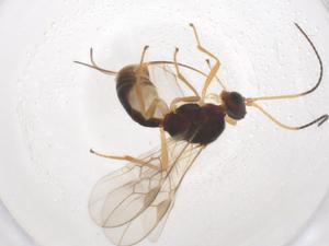  ( - CBG-A56291-B01)  @11 [ ] CreativeCommons - Attribution Share - Alike (2024) Centre for Biodiversity Genomics Centre for Biodiversity Genomics