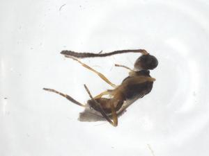  ( - CBG-A56296-H03)  @11 [ ] CreativeCommons - Attribution Share - Alike (2024) Centre for Biodiversity Genomics Centre for Biodiversity Genomics