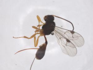  ( - CBG-A56297-C06)  @11 [ ] CreativeCommons - Attribution Share - Alike (2024) Centre for Biodiversity Genomics Centre for Biodiversity Genomics