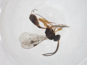  ( - CBG-A56298-A11)  @11 [ ] CreativeCommons - Attribution Share - Alike (2024) Centre for Biodiversity Genomics Centre for Biodiversity Genomics