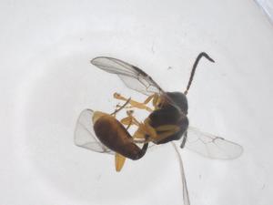  ( - CBG-A56298-C02)  @11 [ ] CreativeCommons - Attribution Share - Alike (2024) Centre for Biodiversity Genomics Centre for Biodiversity Genomics