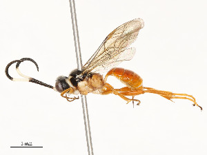  ( - CBG-A53604-E05)  @11 [ ] CreativeCommons - Attribution Share - Alike (2024) CBG Photography Group Centre for Biodiversity Genomics