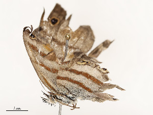 ( - CBG-A53604-G09)  @11 [ ] CreativeCommons - Attribution Share - Alike (2024) CBG Photography Group Centre for Biodiversity Genomics