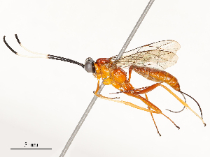  ( - CBG-A54418-B03)  @11 [ ] CreativeCommons - Attribution Share - Alike (2024) CBG Photography Group Centre for Biodiversity Genomics