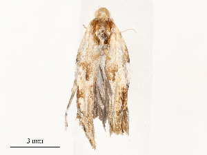  ( - CBG-A54418-B06)  @11 [ ] CreativeCommons - Attribution Share - Alike (2024) CBG Photography Group Centre for Biodiversity Genomics