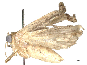  ( - CBG-A54420-A10)  @11 [ ] CreativeCommons - Attribution Share-Alike (2024) CBG Photography Group Centre for Biodiversity Genomics