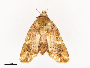  (Pastona Malaise4364 - CBG-A54443-A12)  @11 [ ] CreativeCommons - Attribution Share - Alike (2024) CBG Photography Group Centre for Biodiversity Genomics