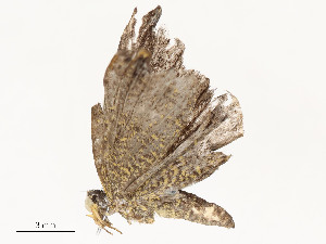  (rioMalaise8614 - CBG-A54443-C03)  @11 [ ] CreativeCommons - Attribution Share - Alike (2024) CBG Photography Group Centre for Biodiversity Genomics