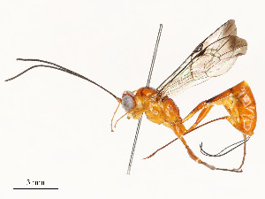  ( - CBG-A54443-G07)  @11 [ ] CreativeCommons - Attribution Share - Alike (2024) CBG Photography Group Centre for Biodiversity Genomics