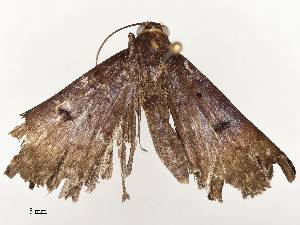  ( - CBG-A54446-A05)  @11 [ ] CreativeCommons - Attribution Share - Alike (2024) CBG Photography Group Centre for Biodiversity Genomics