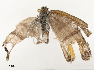  ( - CBG-A54446-A06)  @11 [ ] CreativeCommons - Attribution Share - Alike (2024) CBG Photography Group Centre for Biodiversity Genomics