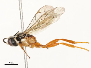  ( - CBG-A54446-C08)  @11 [ ] CreativeCommons - Attribution Share - Alike (2024) CBG Photography Group Centre for Biodiversity Genomics