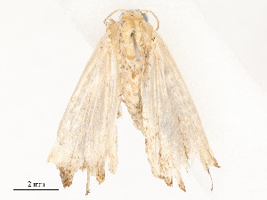  ( - CBG-A54446-H01)  @11 [ ] CreativeCommons - Attribution Share - Alike (2024) CBG Photography Group Centre for Biodiversity Genomics