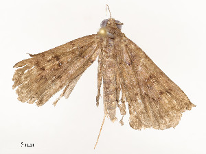  ( - CBG-A54513-B02)  @11 [ ] CreativeCommons - Attribution Share - Alike (2024) CBG Photography Group Centre for Biodiversity Genomics
