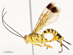  ( - CBG-A54515-B04)  @11 [ ] CreativeCommons - Attribution Share - Alike (2024) CBG Photography Group Centre for Biodiversity Genomics