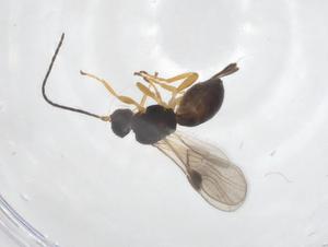  ( - CBG-A55901-E12)  @11 [ ] CreativeCommons - Attribution Share - Alike (2024) Centre for Biodiversity Genomics Centre for Biodiversity Genomics