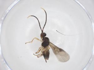  ( - CBG-A55925-E09)  @11 [ ] CreativeCommons - Attribution Share - Alike (2024) Centre for Biodiversity Genomics Centre for Biodiversity Genomics