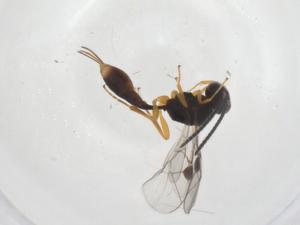  ( - CBG-A55926-B02)  @11 [ ] CreativeCommons - Attribution Share - Alike (2024) Centre for Biodiversity Genomics Centre for Biodiversity Genomics