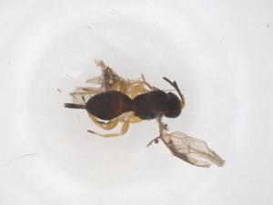  ( - CBG-A55928-C07)  @11 [ ] CreativeCommons - Attribution Share - Alike (2024) Centre for Biodiversity Genomics Centre for Biodiversity Genomics