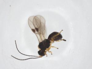  ( - CBG-A55935-C10)  @11 [ ] CreativeCommons - Attribution Share - Alike (2024) Centre for Biodiversity Genomics Centre for Biodiversity Genomics