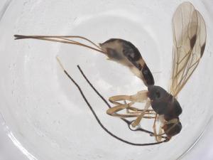  ( - CBG-A56359-E07)  @11 [ ] CreativeCommons - Attribution Share - Alike (2024) Centre for Biodiversity Genomics Centre for Biodiversity Genomics