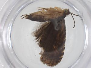  ( - CBG-A56360-F08)  @11 [ ] CreativeCommons - Attribution Share - Alike (2024) Centre for Biodiversity Genomics Centre for Biodiversity Genomics