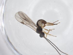  ( - CBG-A56363-D08)  @11 [ ] CreativeCommons - Attribution Share - Alike (2024) Centre for Biodiversity Genomics Centre for Biodiversity Genomics