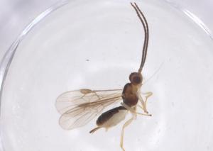  ( - CBG-A56364-D05)  @11 [ ] CreativeCommons - Attribution Share - Alike (2024) Centre for Biodiversity Genomics Centre for Biodiversity Genomics