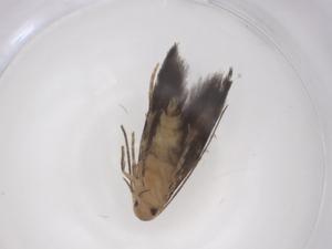  ( - CBG-A56819-A02)  @11 [ ] CreativeCommons - Attribution Share - Alike (2024) Centre for Biodiversity Genomics Centre for Biodiversity Genomics