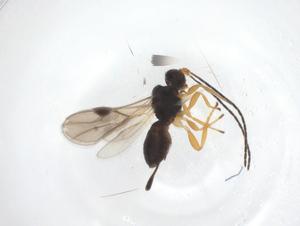  ( - CBG-A56821-E01)  @11 [ ] CreativeCommons - Attribution Share - Alike (2024) Centre for Biodiversity Genomics Centre for Biodiversity Genomics