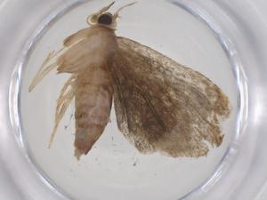  ( - CBG-A56841-D05)  @11 [ ] CreativeCommons - Attribution Share - Alike (2024) Centre for Biodiversity Genomics Centre for Biodiversity Genomics