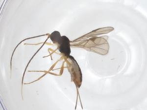  ( - CBG-A56864-H11)  @11 [ ] CreativeCommons - Attribution Share - Alike (2024) Centre for Biodiversity Genomics Centre for Biodiversity Genomics