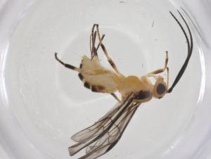  ( - CBG-A56992-B09)  @11 [ ] CreativeCommons - Attribution Share - Alike (2024) Centre for Biodiversity Genomics Centre for Biodiversity Genomics