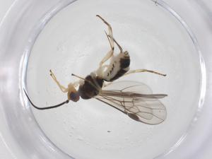  ( - CBG-A56992-F07)  @11 [ ] CreativeCommons - Attribution Share - Alike (2024) Centre for Biodiversity Genomics Centre for Biodiversity Genomics