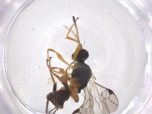  ( - CBG-A56993-H07)  @11 [ ] CreativeCommons - Attribution Share - Alike (2024) Centre for Biodiversity Genomics Centre for Biodiversity Genomics