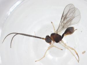  ( - CBG-A57020-E02)  @11 [ ] CreativeCommons - Attribution Share - Alike (2024) Centre for Biodiversity Genomics Centre for Biodiversity Genomics