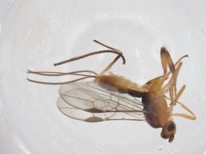  ( - CBG-A58057-E04)  @11 [ ] CreativeCommons - Attribution Share - Alike (2024) Centre for Biodiversity Genomics Centre for Biodiversity Genomics