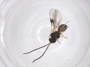  (Opius Malaise5715 - CBG-A58058-A09)  @11 [ ] CreativeCommons - Attribution Share - Alike (2024) Centre for Biodiversity Genomics Centre for Biodiversity Genomics