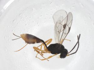  ( - CBG-A58060-G02)  @11 [ ] CreativeCommons - Attribution Share - Alike (2024) Centre for Biodiversity Genomics Centre for Biodiversity Genomics