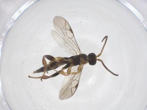  ( - CBG-A58062-F08)  @11 [ ] CreativeCommons - Attribution Share - Alike (2024) Centre for Biodiversity Genomics Centre for Biodiversity Genomics