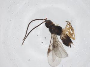  ( - CBG-A58076-F09)  @11 [ ] CreativeCommons - Attribution Share - Alike (2024) Centre for Biodiversity Genomics Centre for Biodiversity Genomics