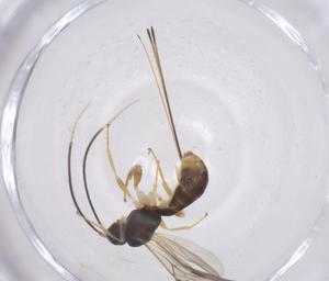  ( - CBG-A58077-D03)  @11 [ ] CreativeCommons - Attribution Share - Alike (2024) Centre for Biodiversity Genomics Centre for Biodiversity Genomics