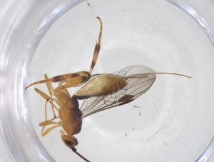  ( - CBG-A58091-E11)  @11 [ ] CreativeCommons - Attribution Share - Alike (2024) Centre for Biodiversity Genomics Centre for Biodiversity Genomics