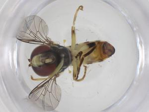  ( - CBG-A58095-C08)  @11 [ ] CreativeCommons - Attribution Share - Alike (2024) Centre for Biodiversity Genomics Centre for Biodiversity Genomics