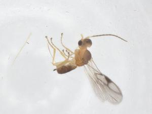  ( - CBG-A58100-D02)  @11 [ ] CreativeCommons - Attribution Share - Alike (2024) Centre for Biodiversity Genomics Centre for Biodiversity Genomics